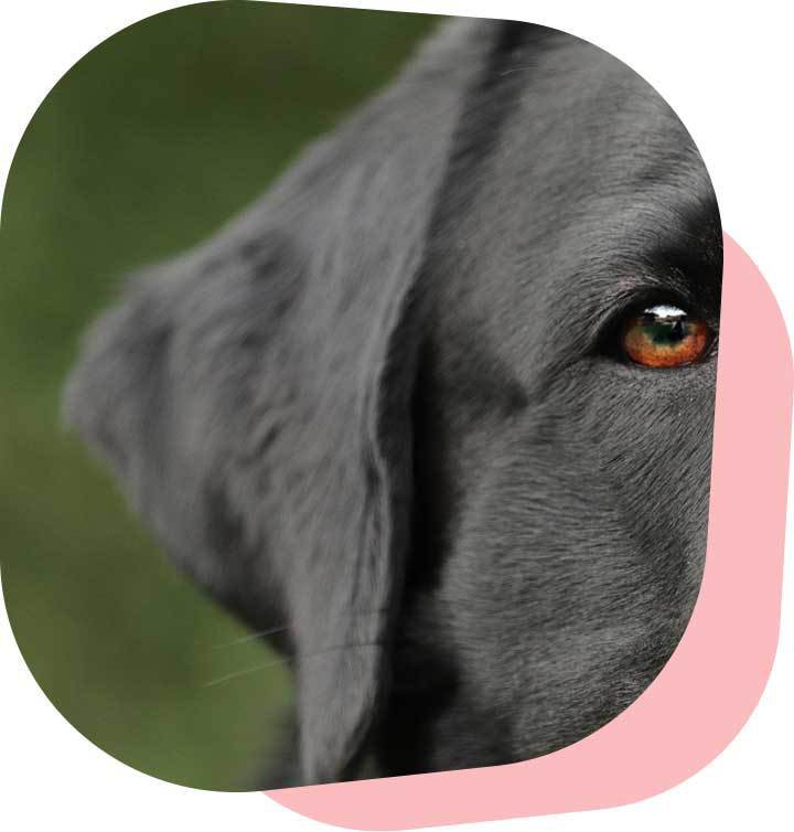 Bert_Labrador_Pals.jpg
