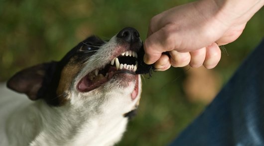 Gebeten door een hond tijdens de feestdagen: wat zijn je rechten?