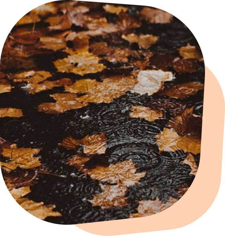 Carla_Herfst_Web.jpg