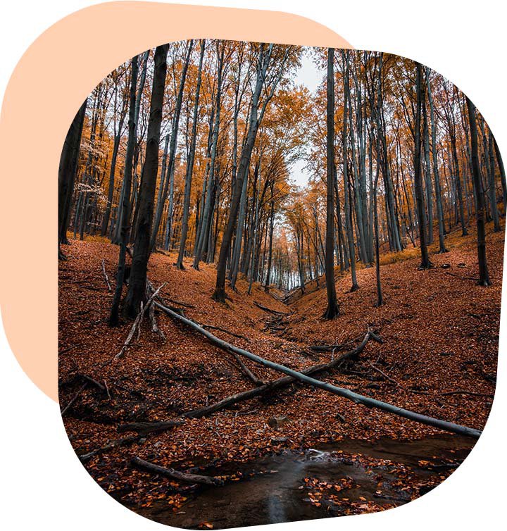 Labd_Pals-Letselschade-herfst.jpg