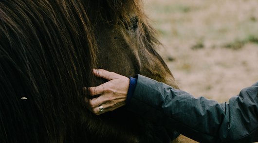 Waar je allemaal op moet letten bij de aankoop van een paard