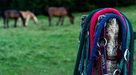 Van het paard gevallen en letsel. Wat nu?