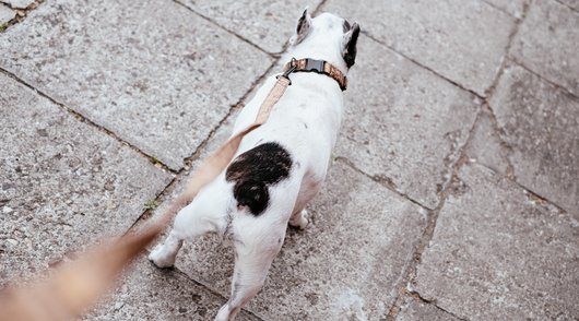 Blaffende honden en kraaiende hanen. Wanneer is geluidshinder onrechtmatig?