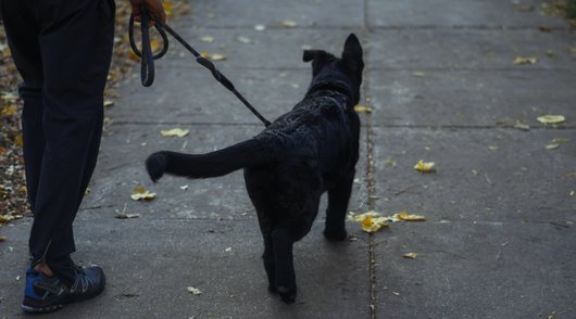 Hoe voorkom je dat je een verkeerde puppy koopt?